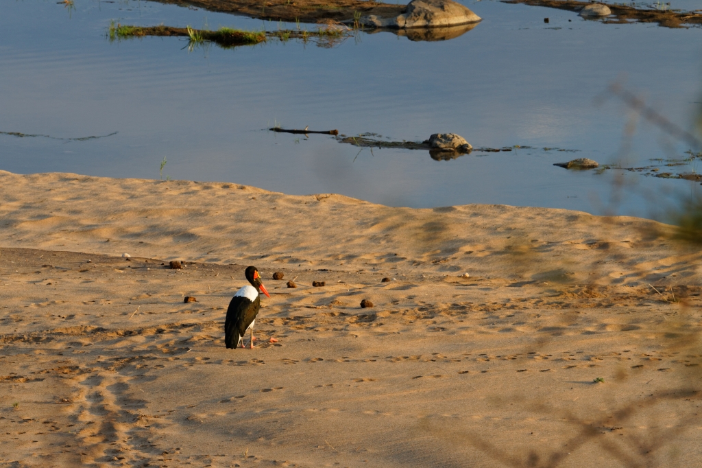 08 - Kruger NP (10)-Jabiru d'Afrique.jpg